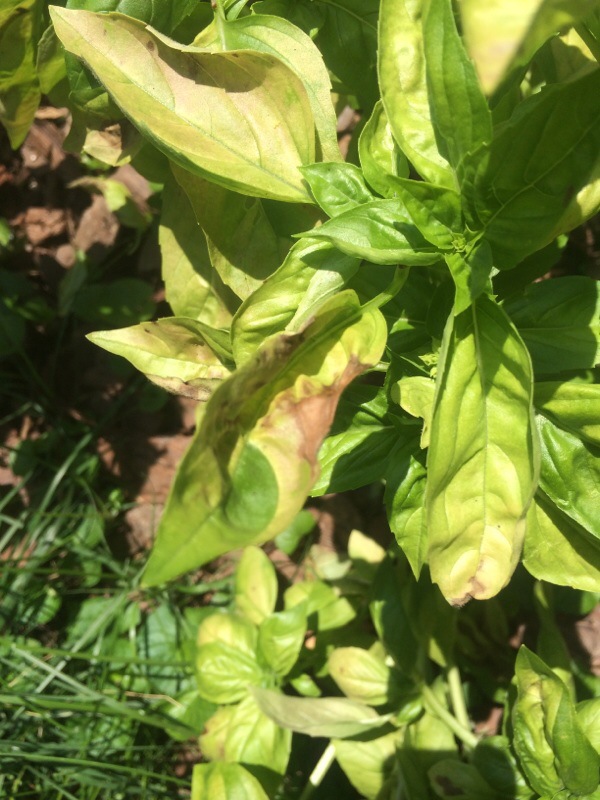 Basil Leaf Spot Or Downey Mildew