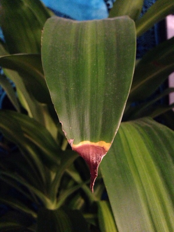 Brown Tips On Houseplant
