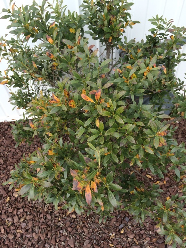 Winter Damage On Broad Leaf Evergreen