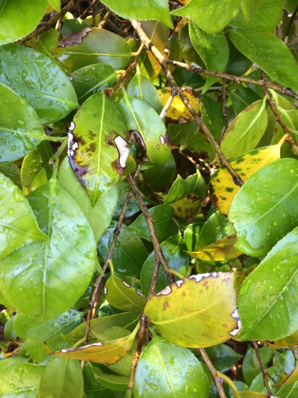 Camellia Leaf Browning