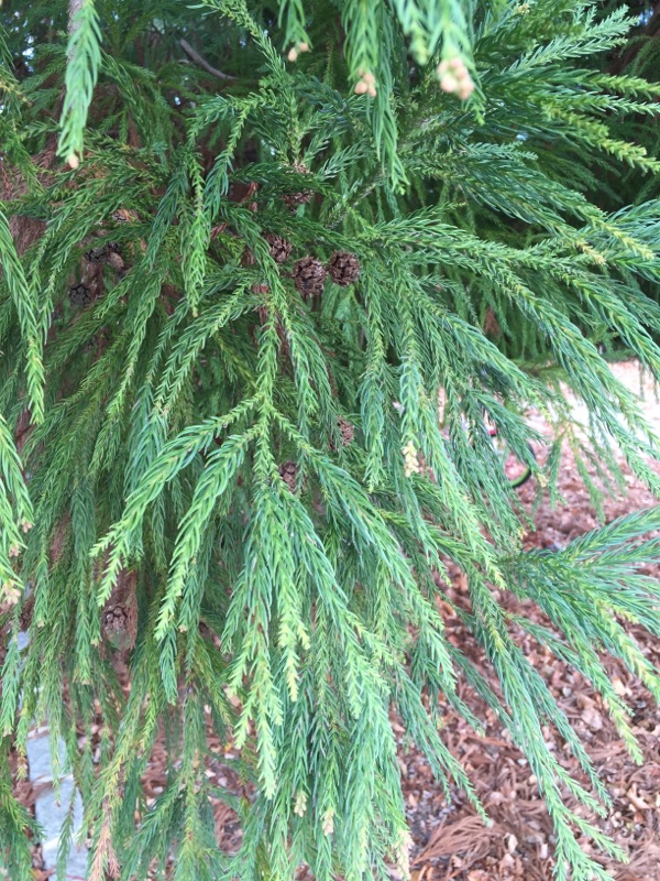 Japanese Cedar