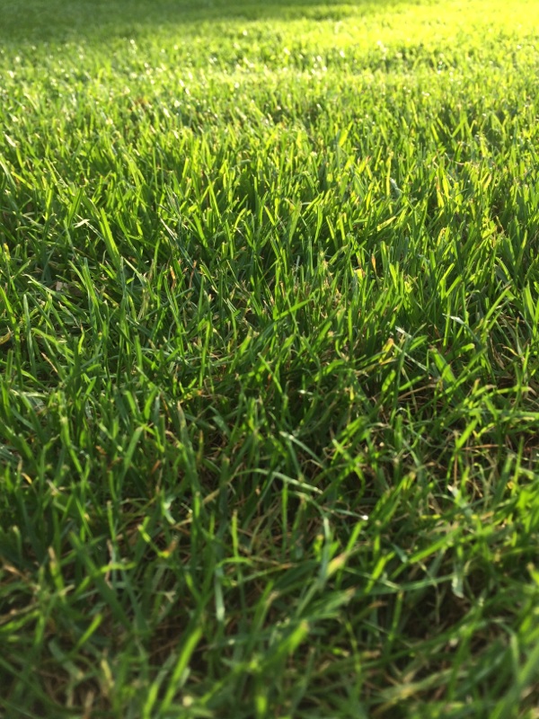 Turf Grass