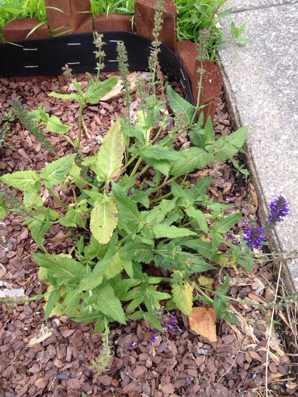Wilting Salvia