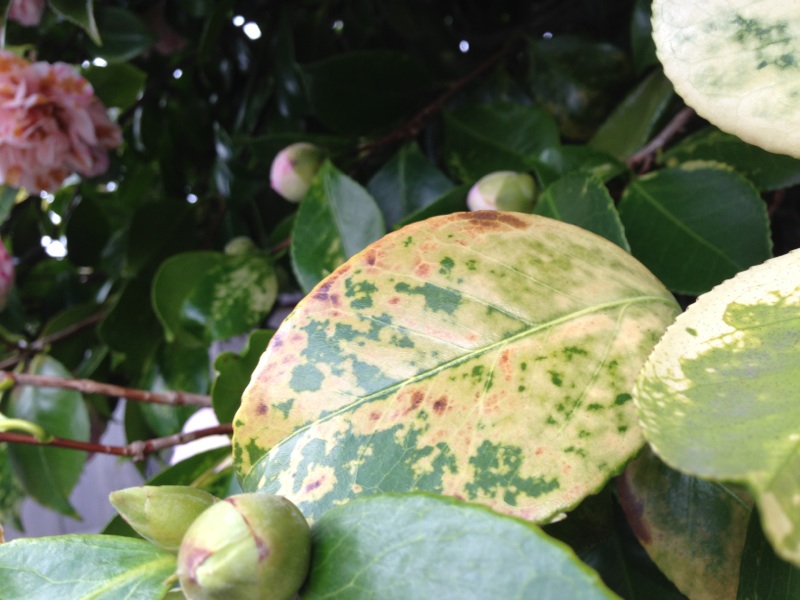 Yellowing Camellia Foliage