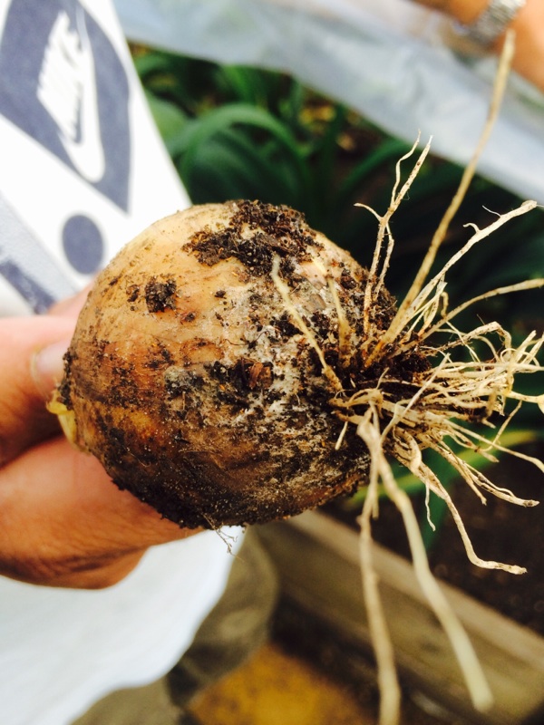 Onion White Rot