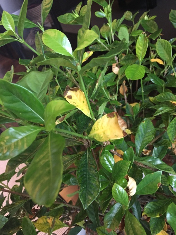 Gardenia's Leaves Are Turning Yellow? Here's Why How To Fix, 49 OFF