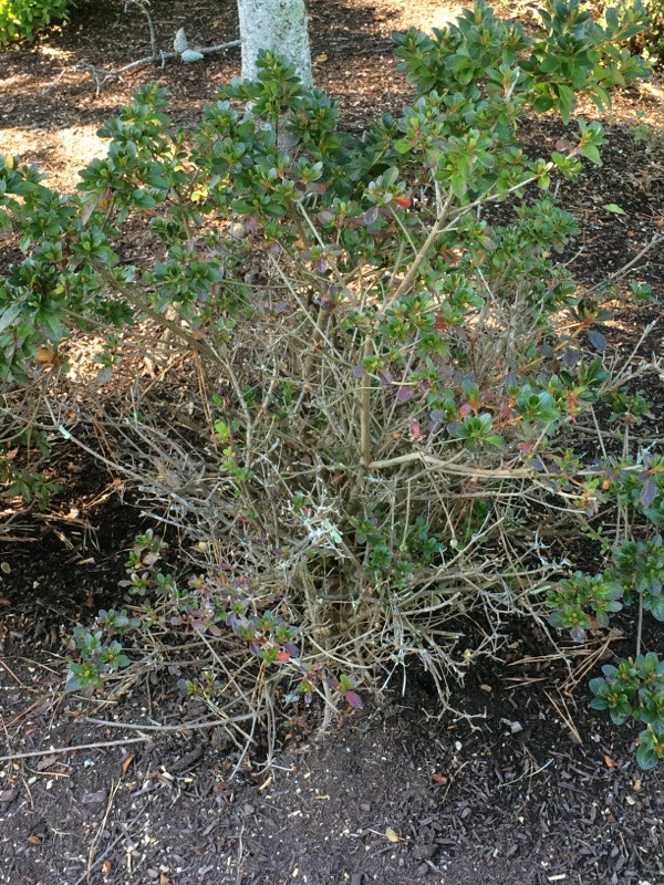 Azalea Dieback