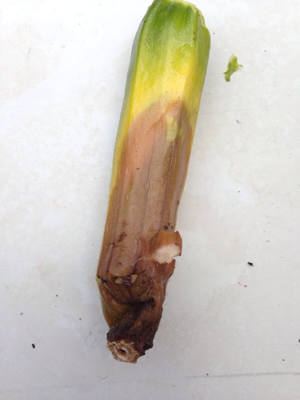 Rot On Zucchini