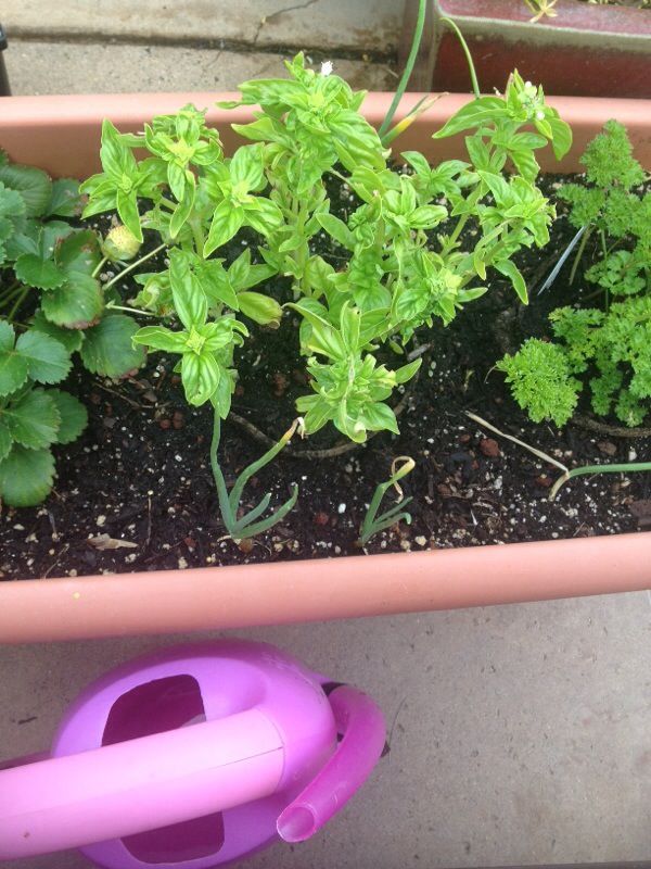 Drooping Basil Indoors