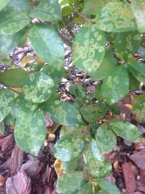 Yellow Spots On Camellia Leaves