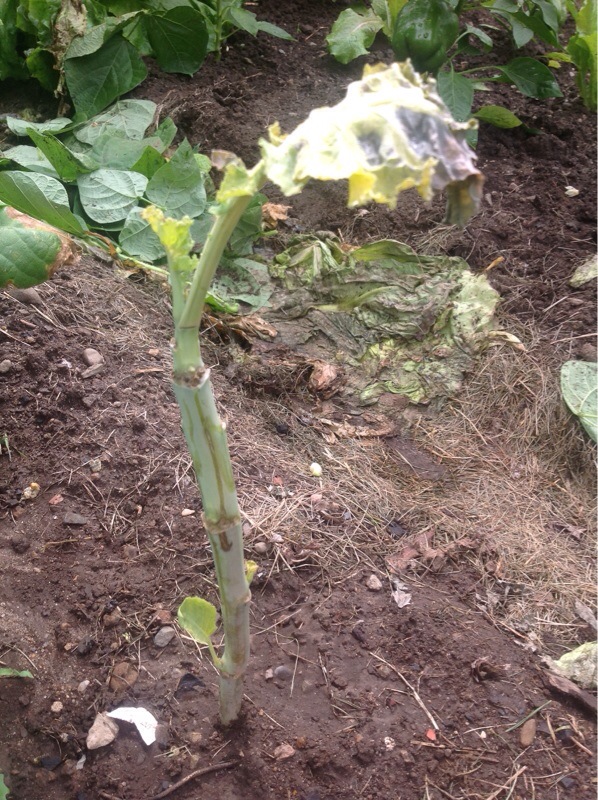 Fungal Problem On Cabbage