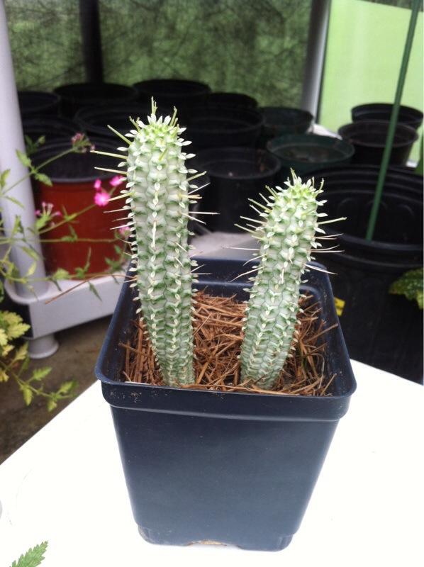 Variegated Corn Cob Euphorbia