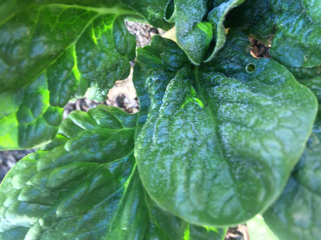 Downy Mildew On Spinach