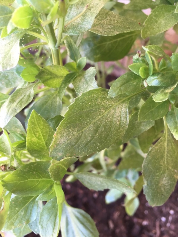 Spider Mites