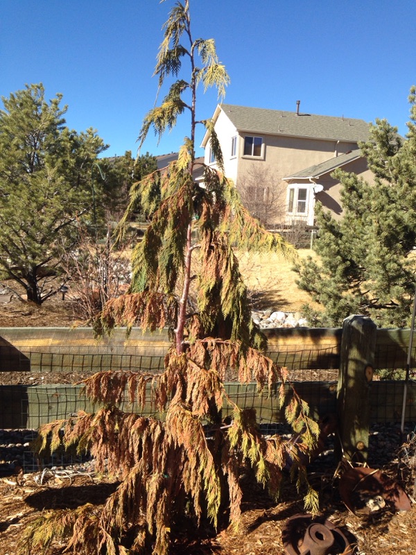 Weeping Alaskan Cedar Turning Yellow