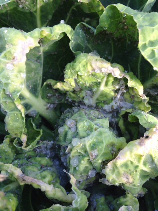 Aphids On Brussels Sprouts