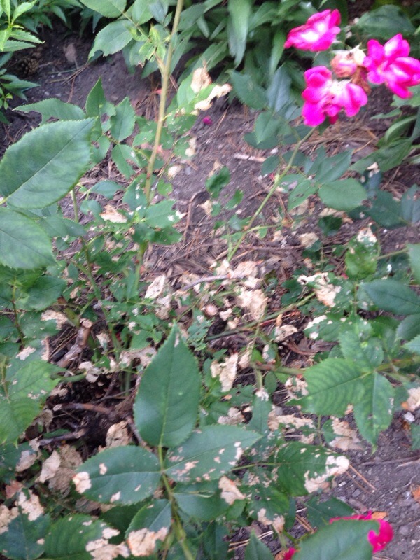 Heat Stress Or Fertilizer Burn