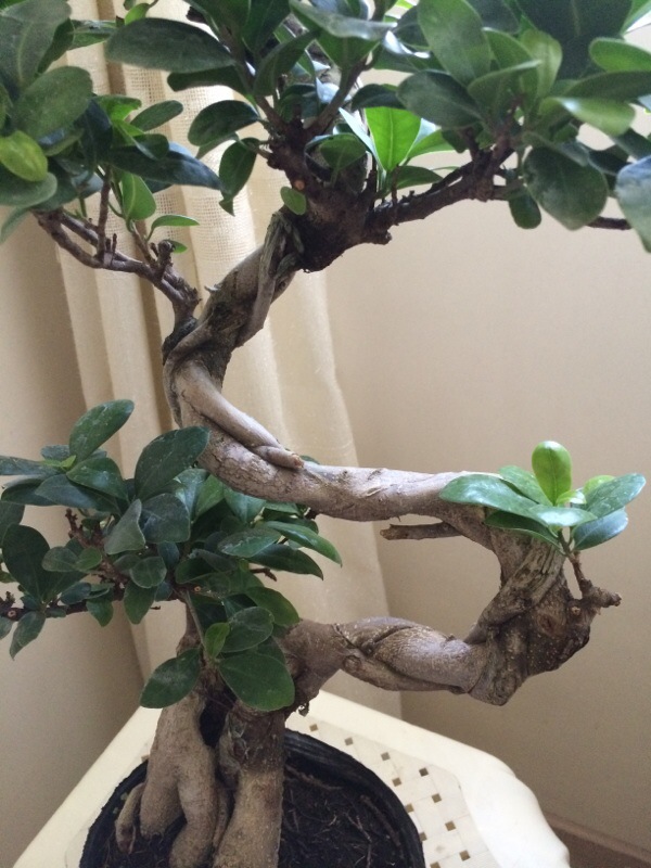 Ginseng Ficus Bonsai