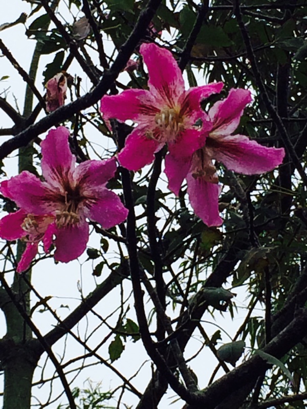Floss Silk Tree