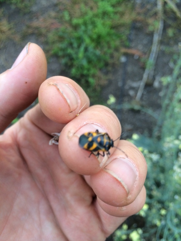 Bagrada Bug