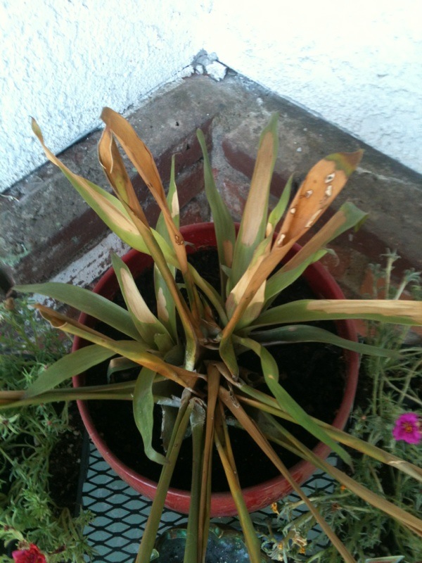 Bromeliad Death