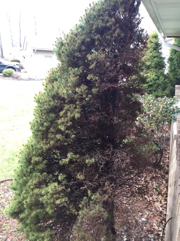 Problems With Dwarf Alberta Spruce