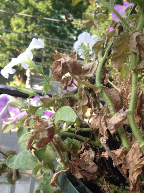Petunia Problem And Insects