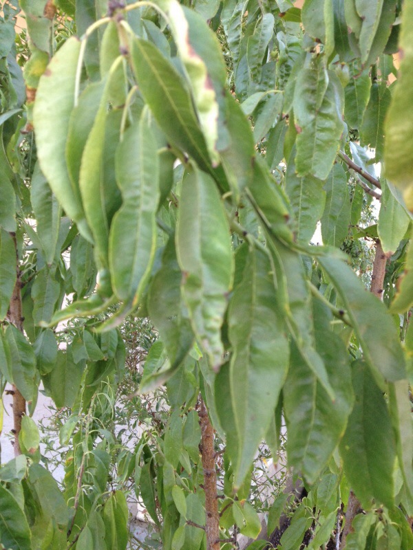 Signs Of Overwatering Trees / Unfortunately, these are also signs of