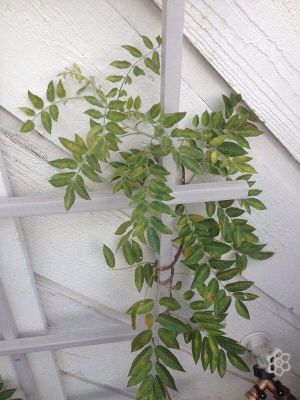 Wisteria Leaf Problem