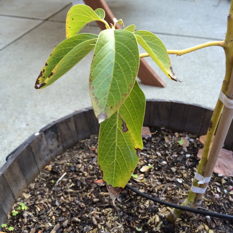 What Trees Grow Best In Alkaline Soil at Windy Hill blog