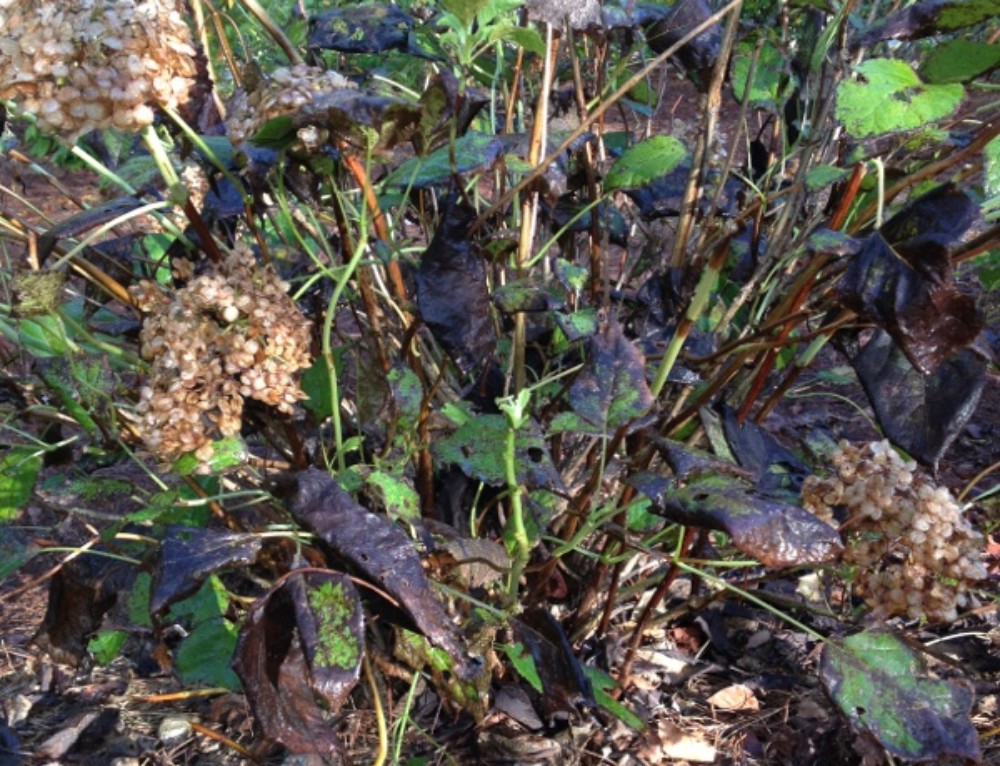 Wilted Leaves On Azalea
