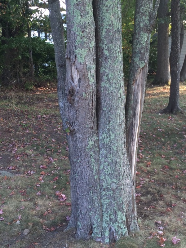 Maple Bark campestre.al.gov.br