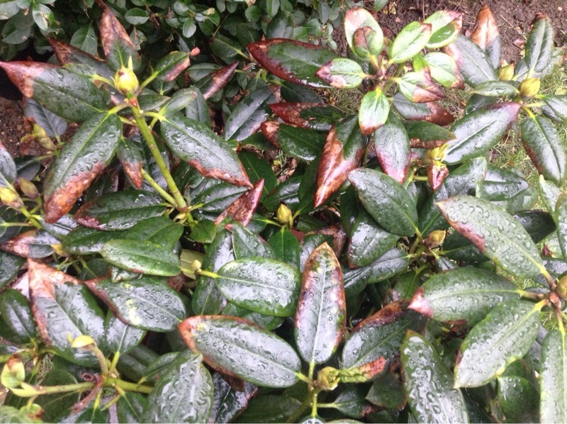 Why Are The Leaves On My Rhododendron Curling at Martha Trujillo blog