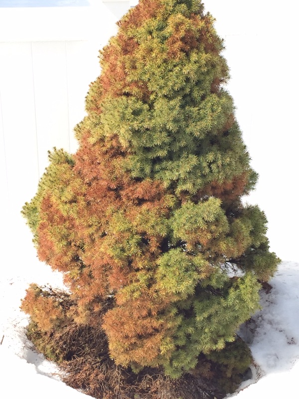Problems With Dwarf Alberta Spruce