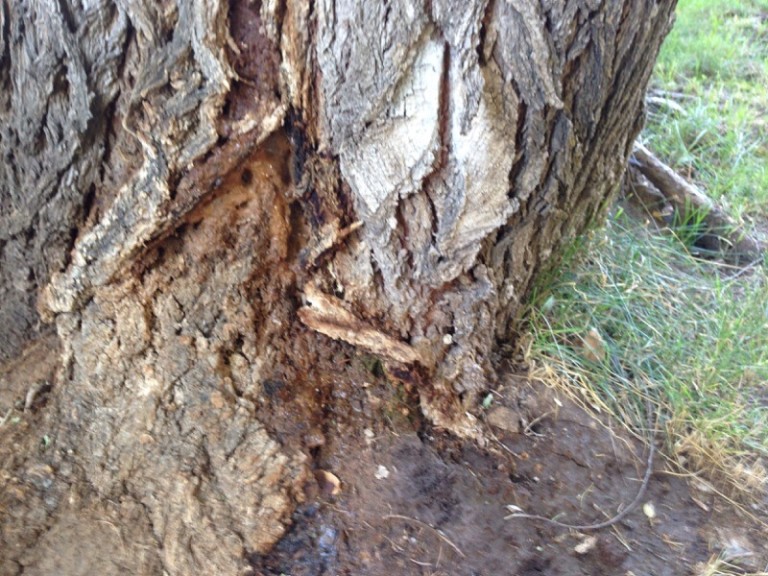 Elm Tree Leaking Garden Answers