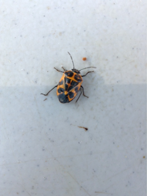 Bagrada Bug