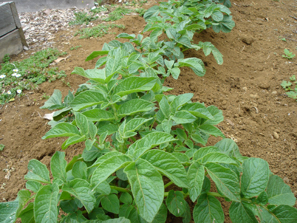 Growing Potato in USA Zone 8b climate