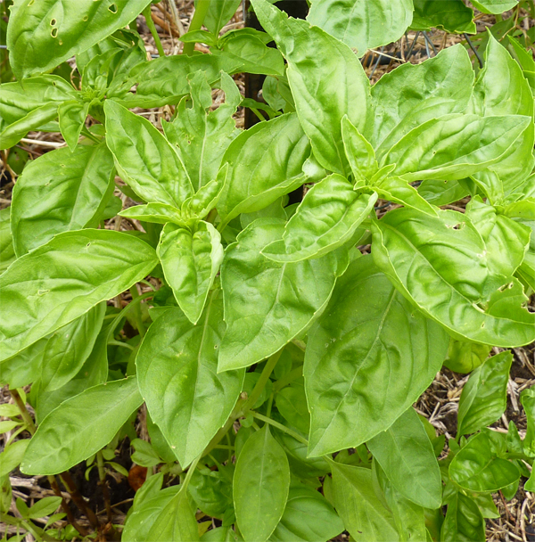 Growing Basil in Australia temperate climate
