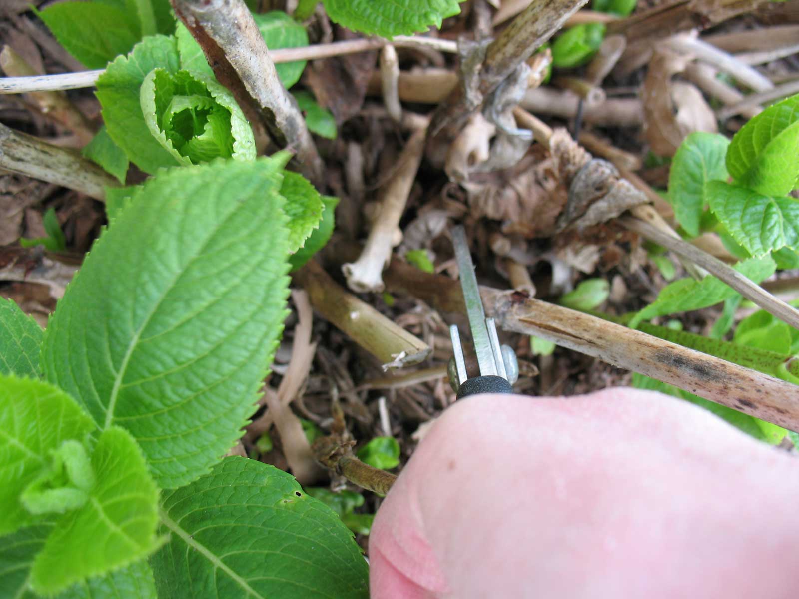 Pruning Endless Summer Hydrangeas Garden Barn