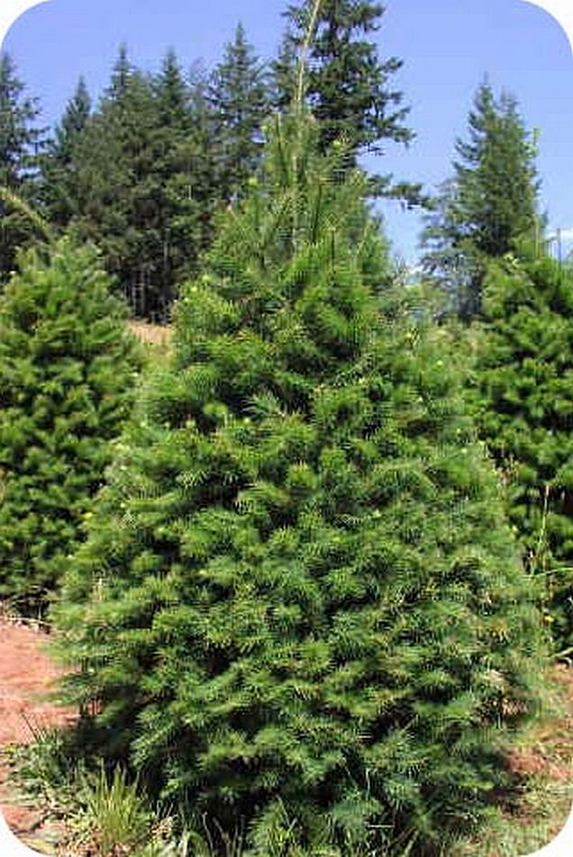 Plant Evergreen Douglas Fir and White Pine Trees