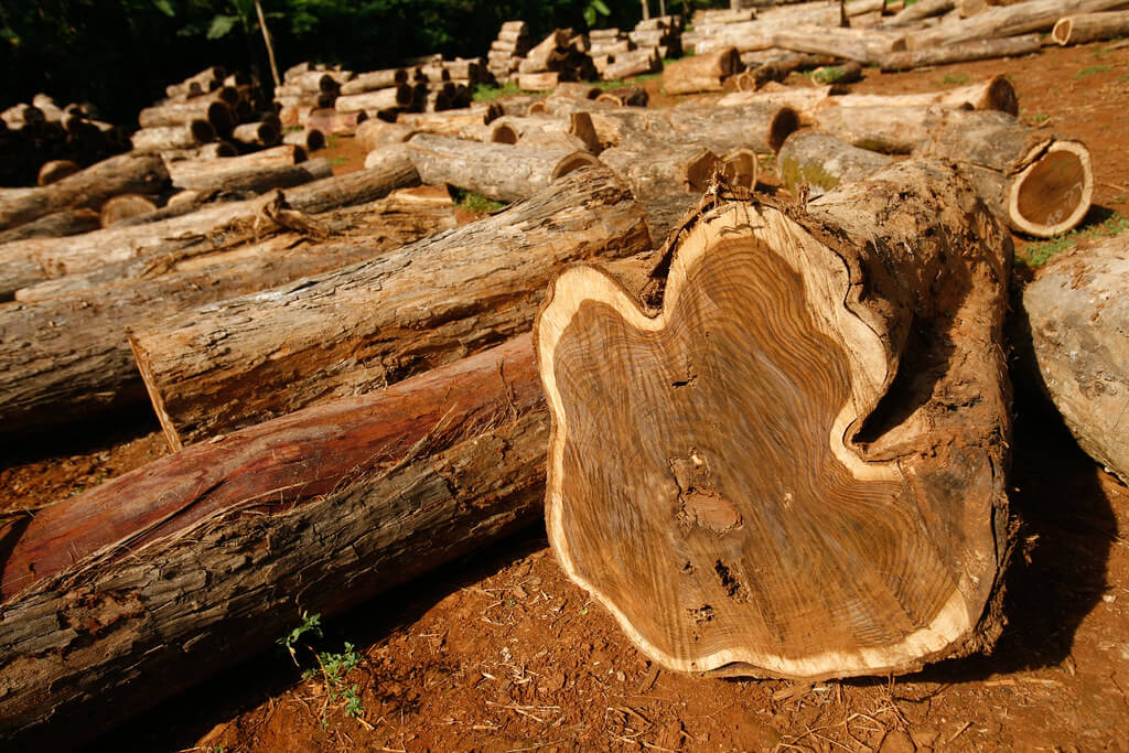 What is Teak Wood? Garden Benches Blog