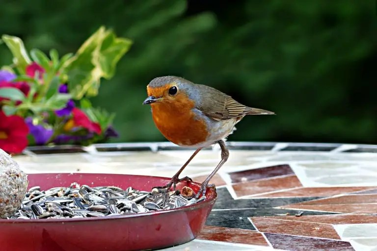 What kind of food do Robins Eat? Garden Bird Feeder