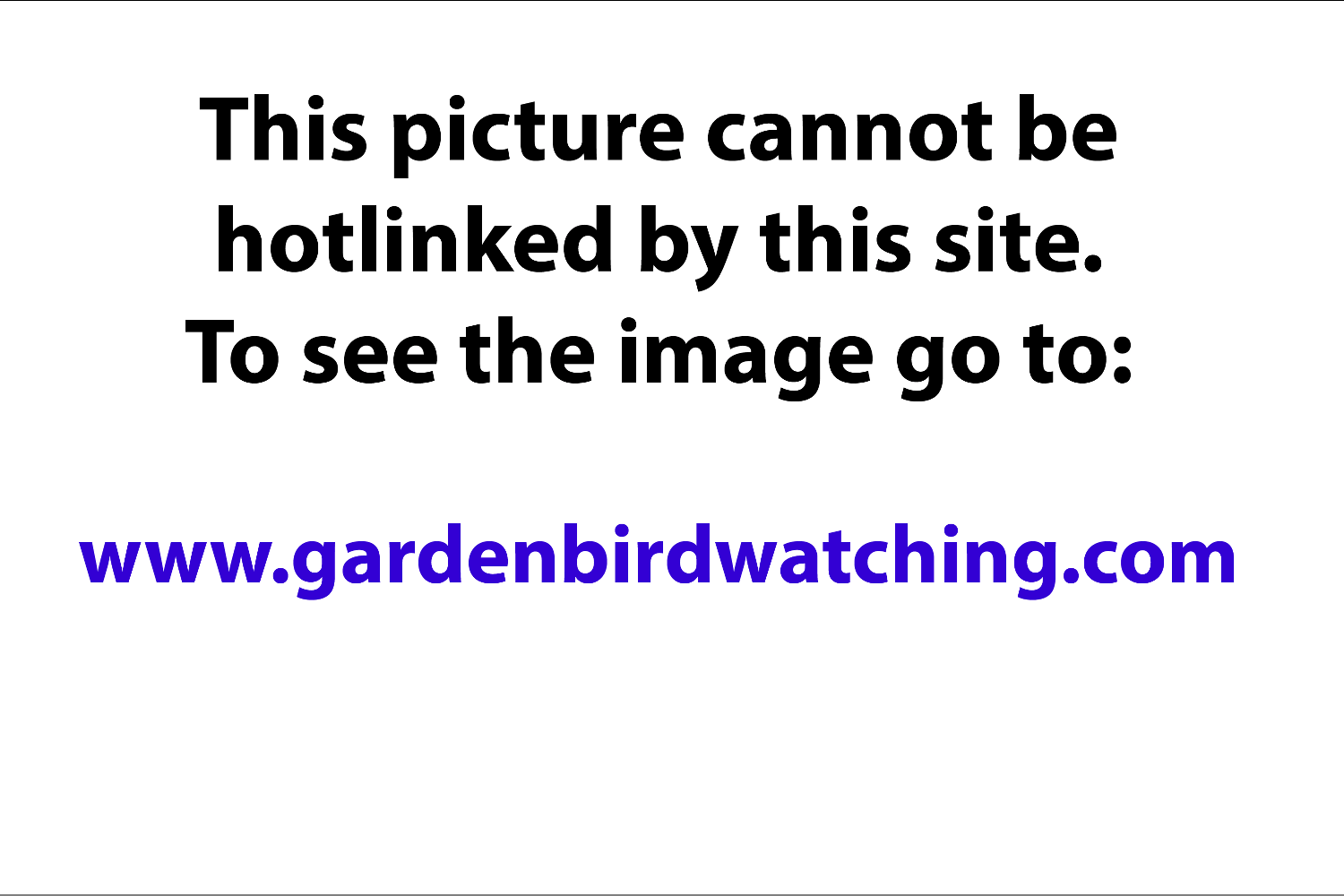 Ringnecked Parakeet
