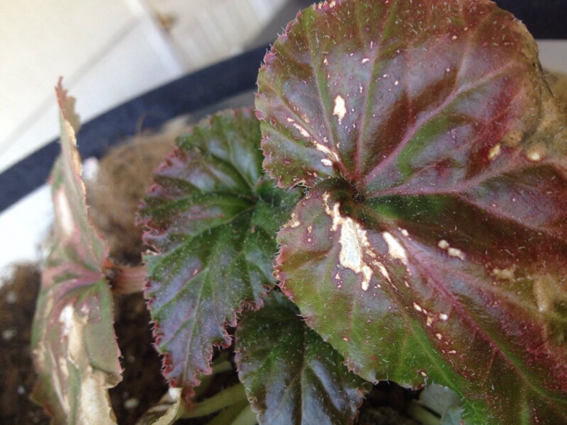 Begonia Más de 1000 PLANTAS Y FLORES del mundo