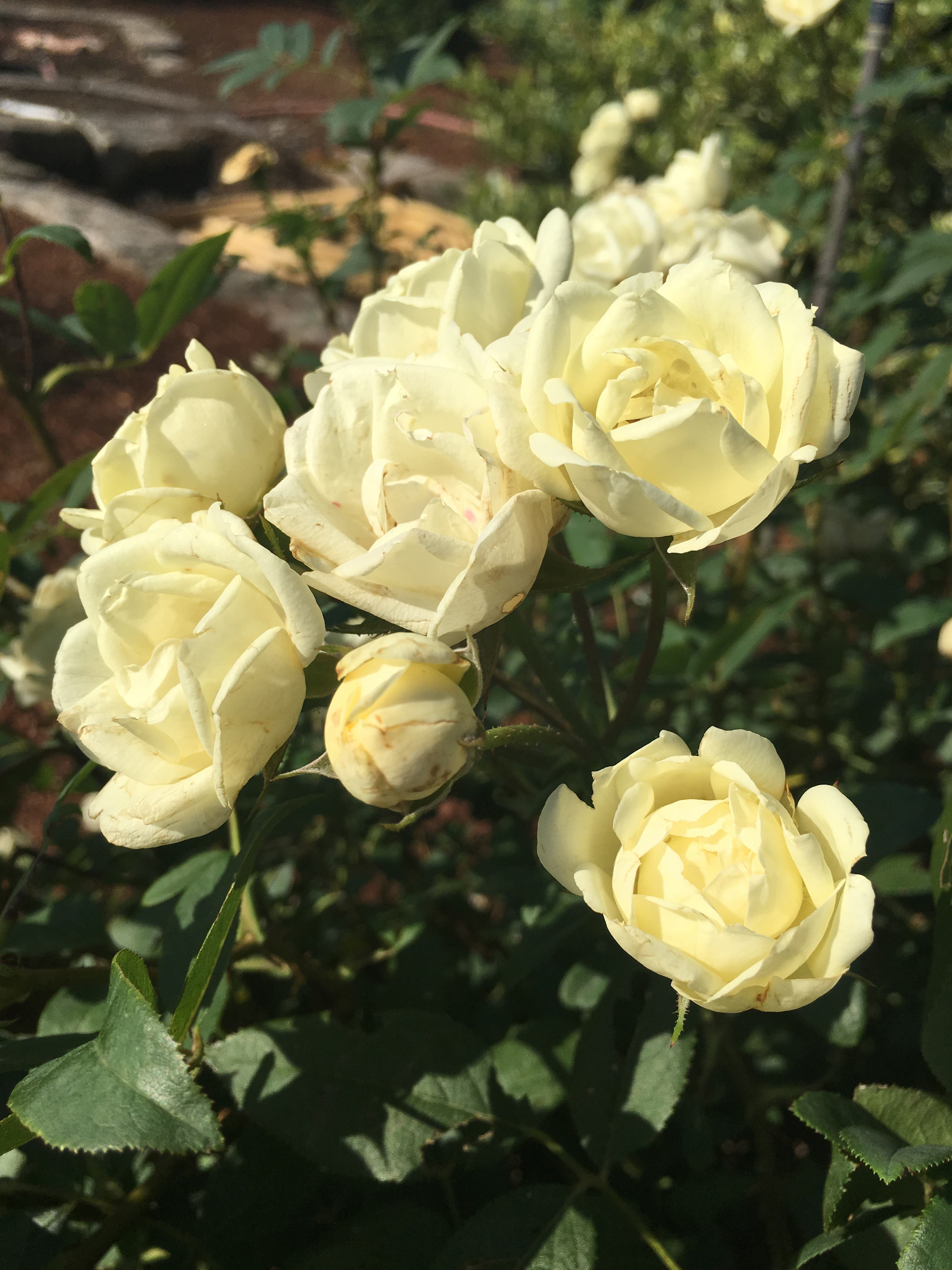 The Champion™ Ivory Rose from Garden Debut