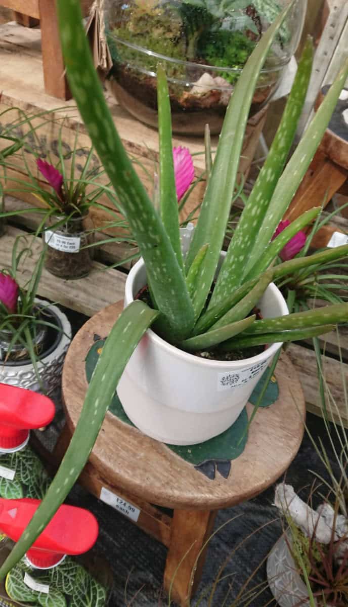 How to Revive a Dying Aloe Vera Plant Gardener Report