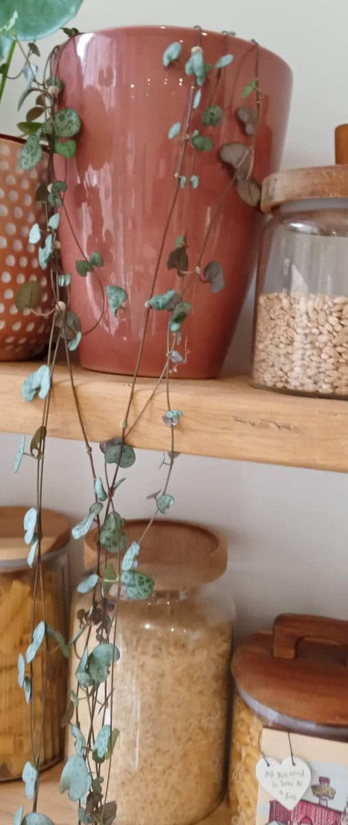 String of Hearts Dying? Revive String of Hearts Plant Gardener Report