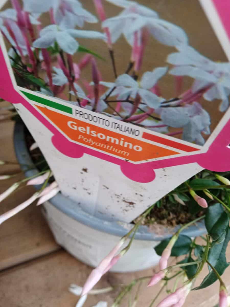 Why is My Jasmine Not Flowering? Gardener Report