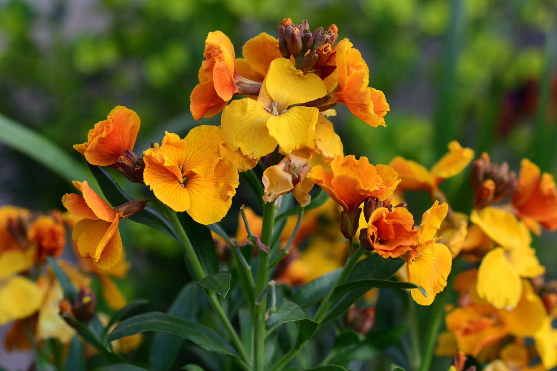 Flower & plant seeds to sow in July Sowing Guide 2023