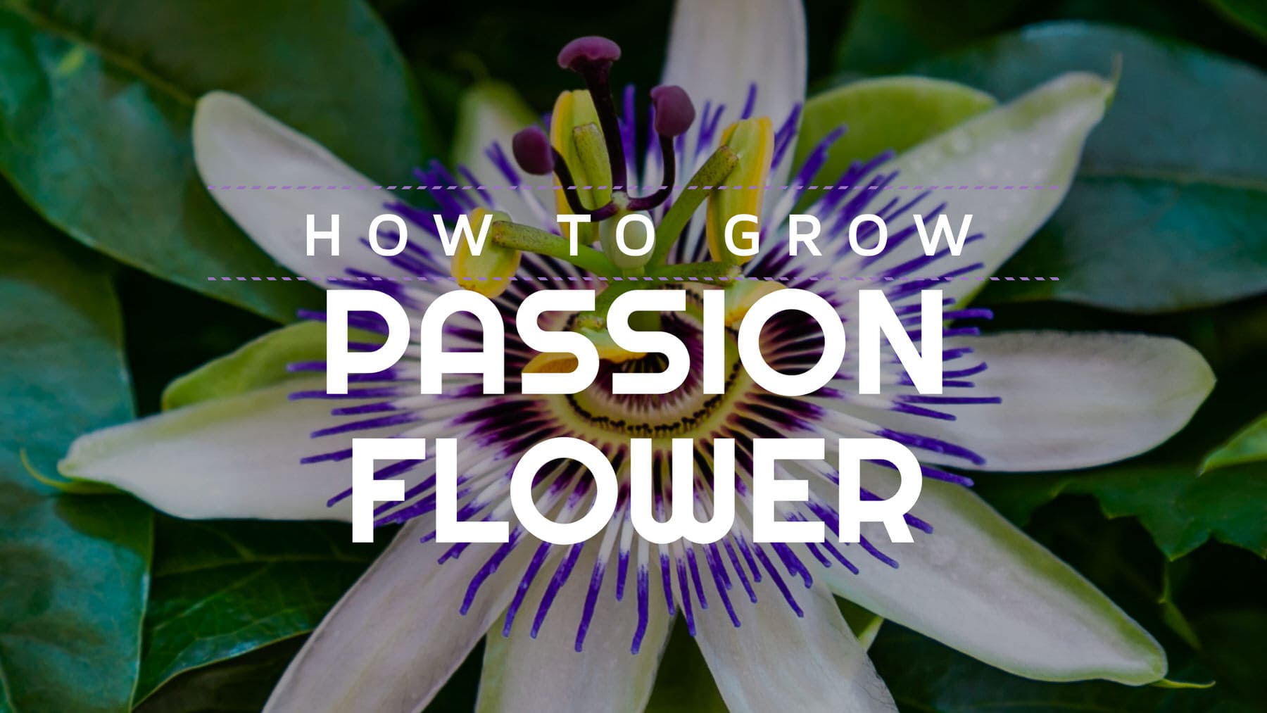 Passion Flower (Passiflora caerulea) How to grow this beautiful plant and fruit Gardeners Box